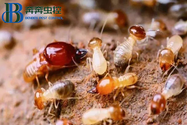 家中出現(xiàn)白蟻怎么辦？上海蟲(chóng)控公司來(lái)告訴你！
