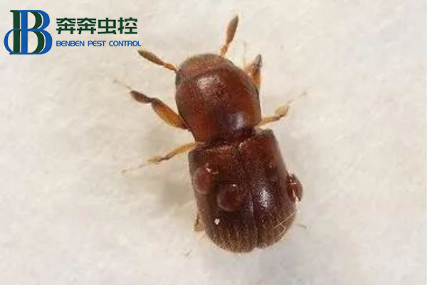 家里木材上發(fā)現(xiàn)蛀蟲(chóng)怎么辦？