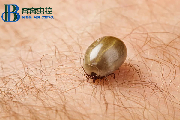 &ldquo;小黑點(diǎn)，大危害&rdquo;，蜱蟲(chóng)叮咬怎么辦？