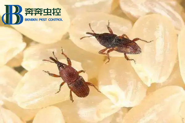 大米中的米象蟲能吃嗎？