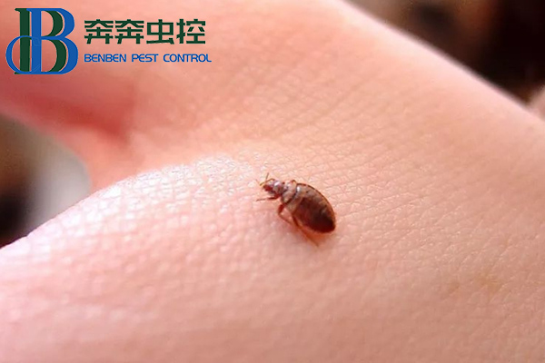 吸血床虱又出現(xiàn)了！多國(guó)爆發(fā)，已蔓延至亞洲!