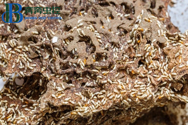 遇白蟻別慌，四種途徑可滅它.