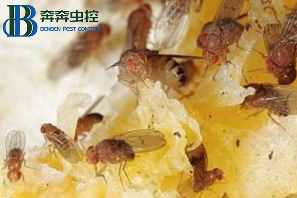 放在家里的水果總是有飛蟲，果蠅該如何消滅？