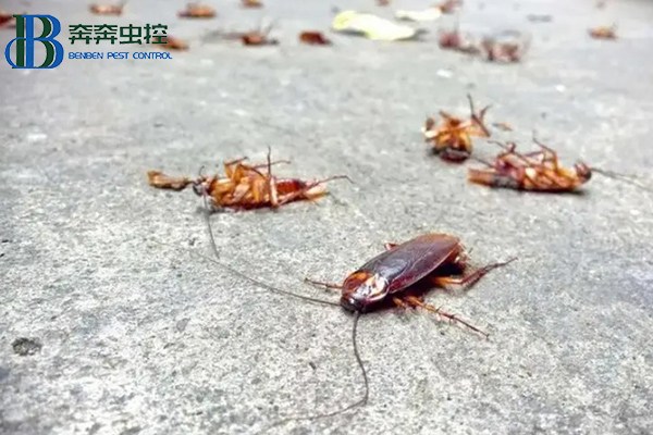 蟑螂這么強(qiáng)，怎樣才能徹底消滅蟑螂？