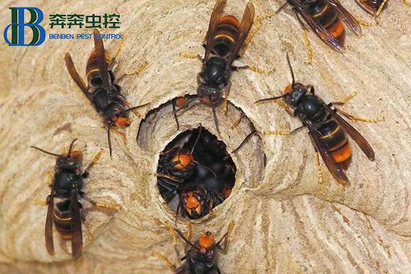 怎樣避免馬蜂被襲擊？