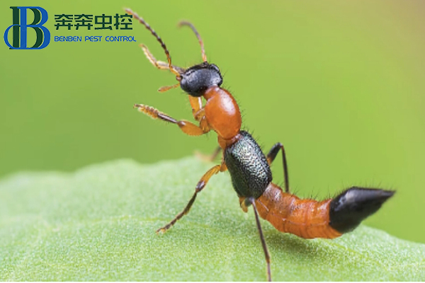 隱翅蟲，你有被它爬過嗎？