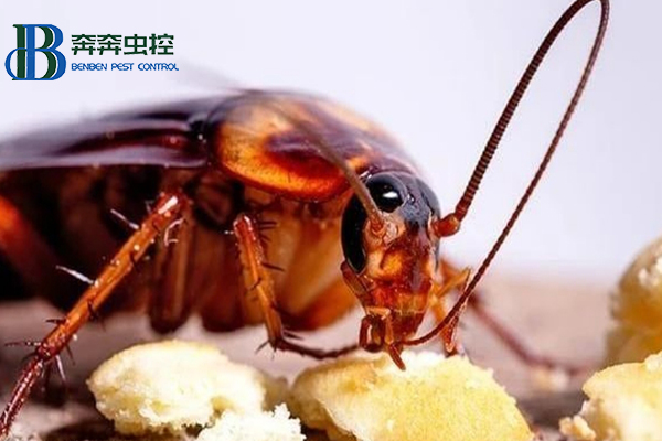 看見蟑螂別亂踩，小心變得不幸！