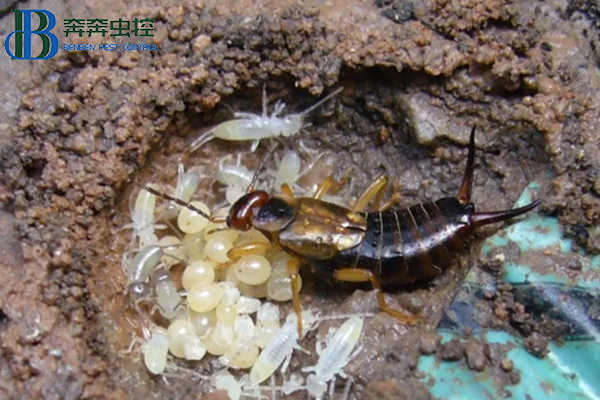 蠼螋一種什么樣的蟲,咬人后有毒嗎?