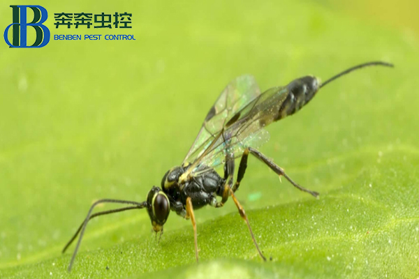 腫腿蜂的生活習性及危害