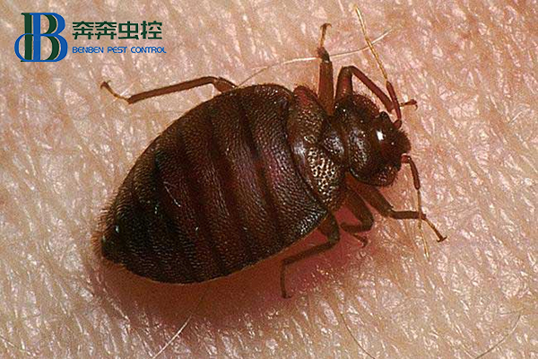 臭蟲是什么，對人體有啥危害，預防措施有哪些？