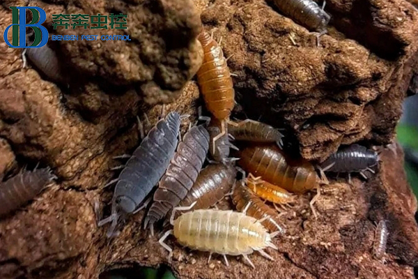 鼠婦（潮蟲）習(xí)性特征及防治方法