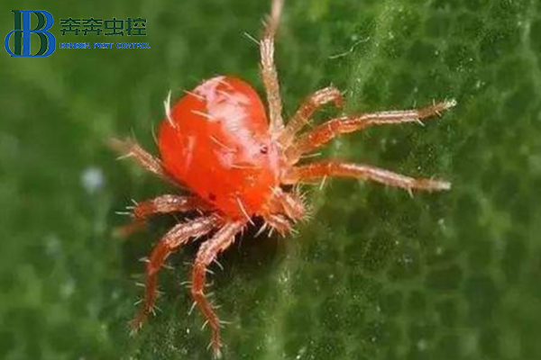 冬天那么冷，紅蜘蛛會被凍死嗎？還需不需要防治