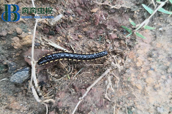 馬陸是什么？如何防制？