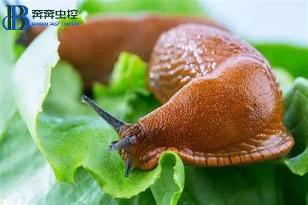 蛞蝓雖小，危害卻大，這樣防治最有效！