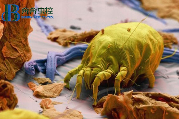 塵螨雖小，如何控制？