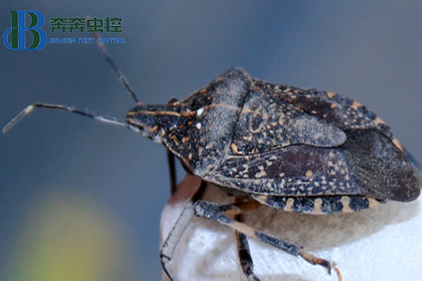 椿象是害蟲還是益蟲