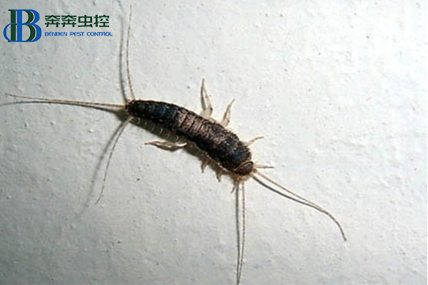 衣魚入侵家中？上海蟲控公司來告訴你！
