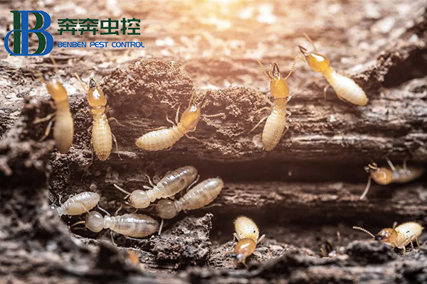 白蟻又要來了！如何防治？