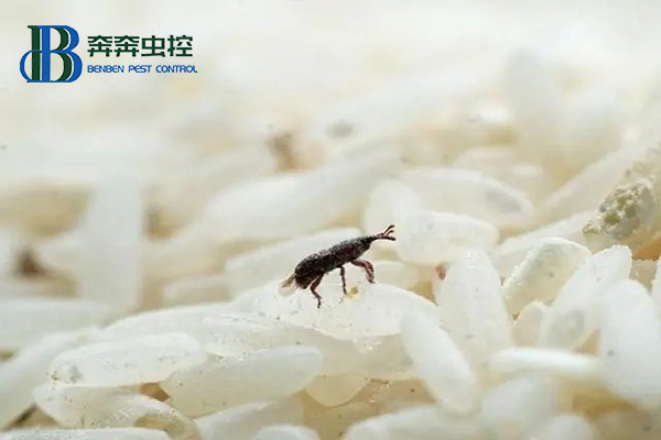 米蟲又稱米象，為何憑空出現(xiàn)在大米里?