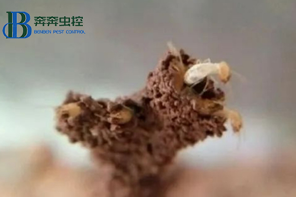 白蟻紛飛季，如何有效消滅白蟻
