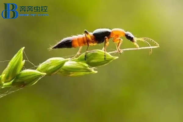 隱翅蟲有多毒？被其咬傷怎么處理？