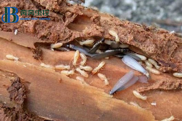 白蟻的天敵是什么？