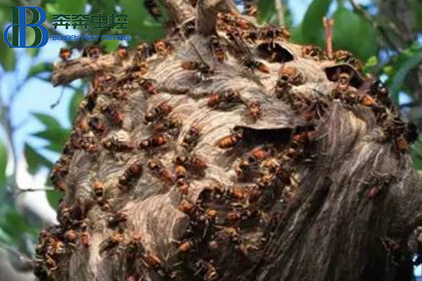 如何滅胡蜂？讓上海滅蟲公司來告訴你！