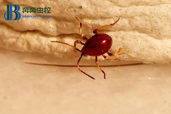 酒店或工廠倉庫遭遇蛛甲怎么辦？