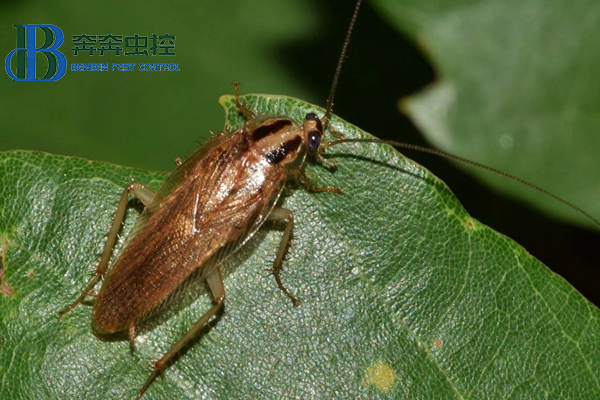 蟑螂入侵！防治蟑螂的小妙招！