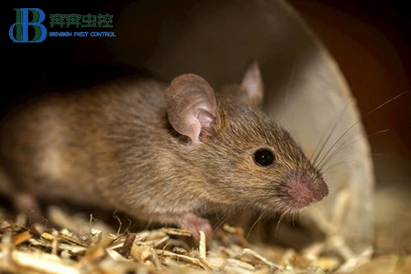 冬天如何防治老鼠？