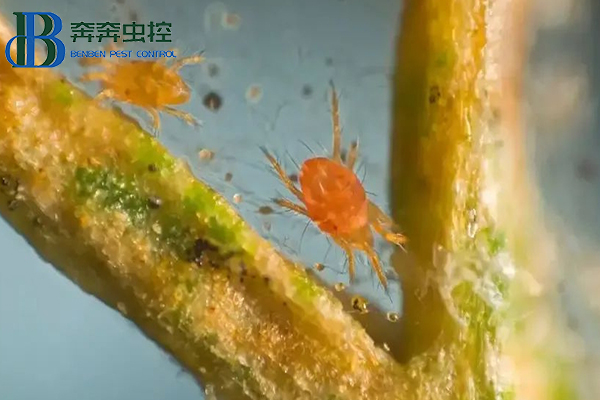 紅蜘蛛防治措施，幾招治住它，簡(jiǎn)單高效！