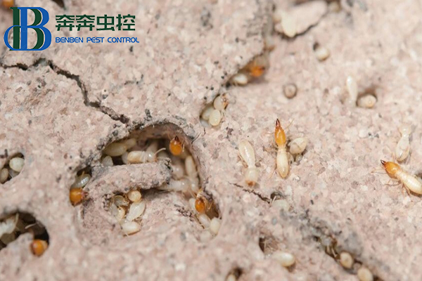 家中發(fā)現(xiàn)白蟻怎么辦？