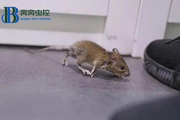 學(xué)校食堂的防鼠、滅鼠攻略