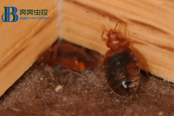 警惕臭蟲，上海蟲控公司教你防治臭蟲！