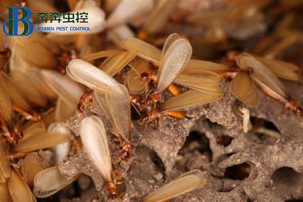 家里有了白蟻怎么辦，怎么處理？