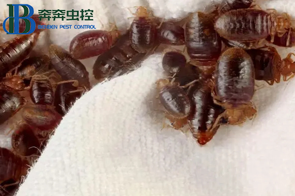 臭蟲從哪里來的，讓上海蟲控公司告訴你！