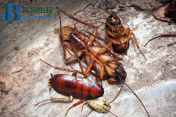 家里蟑螂成災(zāi)？是時(shí)候介紹真正的滅蟑技術(shù)了！