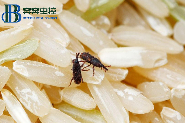 大米夏季會生蟲？這蟲是啥？