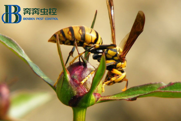 如何預防馬蜂侵害？