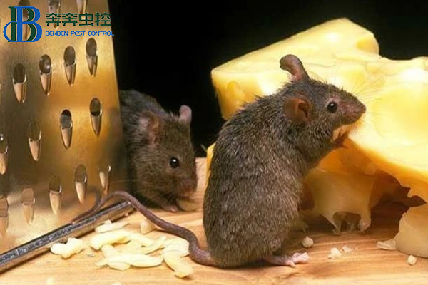 餐廳如何防鼠滅鼠？
