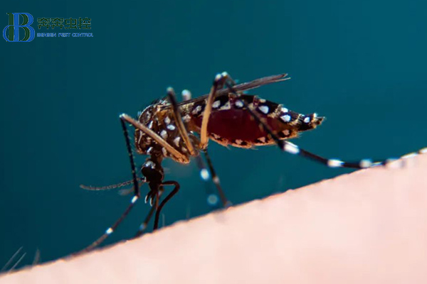 夏秋季節(jié)，謹防登革熱！