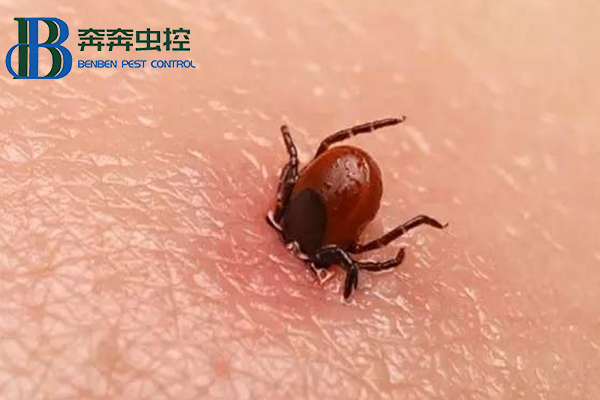 出游警惕蜱蟲咬傷！