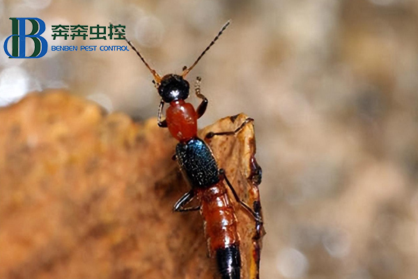 室內(nèi)隱翅蟲從何而來，如何有效防治？