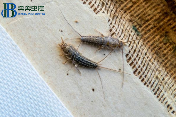 衣魚是如何滋生的？危害及防治方法有哪些？