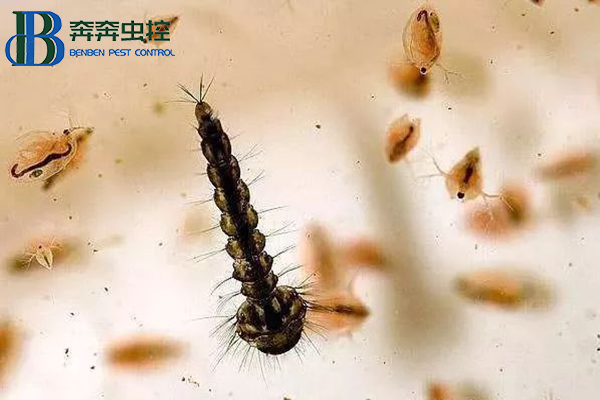 帶你了解孑孓，教你如何防治孑孓