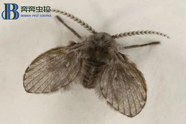 衛(wèi)生間里的小飛蛾？