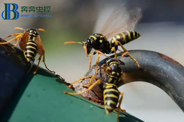 &ldquo;馬蜂來(lái)襲，如何自保？&rdquo;請(qǐng)收好這份安全&ldquo;錦囊&rdquo;!