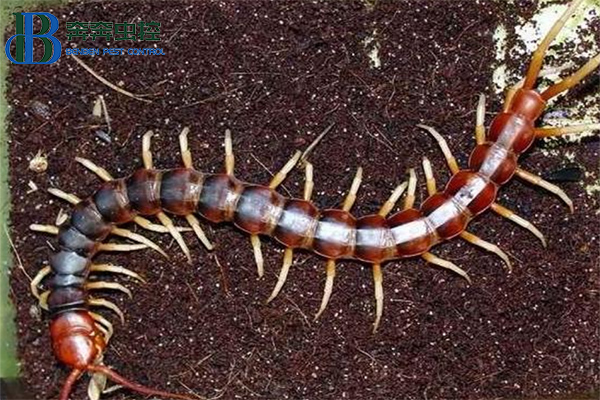 蜈蚣的危害及防治！