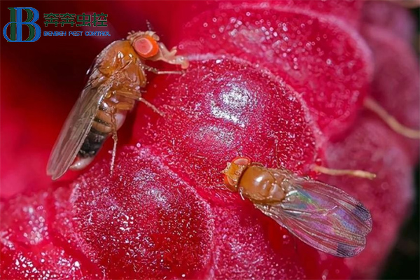 家庭果蠅怎么滅？