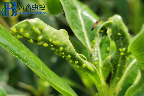 家庭園藝上的蚜蟲(chóng)反反復(fù)復(fù)怎么防治？